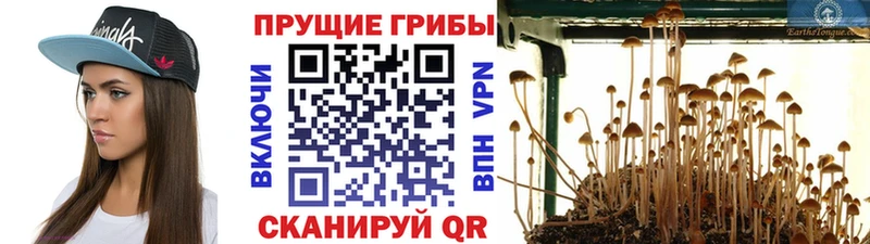 Псилоцибиновые грибы мицелий  Купить где  Москва 
